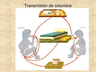 Transmisión de oxiúridos
 