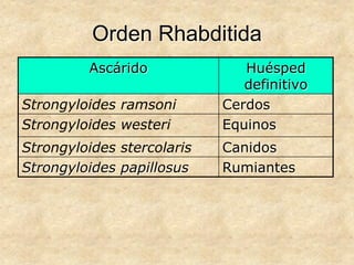 Orden Rhabditida
Ascárido Huésped
definitivo
Strongyloides ramsoni Cerdos
Strongyloides westeri Equinos
Strongyloides stercolaris Canidos
Strongyloides papillosus Rumiantes
 