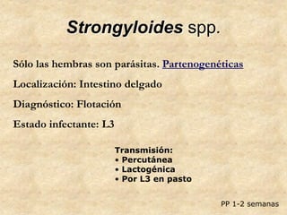 Strongyloides spp.
Sólo las hembras son parásitas. Partenogenéticas
Localización: Intestino delgado
Diagnóstico: Flotación
Estado infectante: L3
Transmisión:
• Percutánea
• Lactogénica
• Por L3 en pasto
PP 1-2 semanas
 