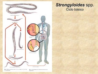 Strongyloides spp.
Ciclo básico
 