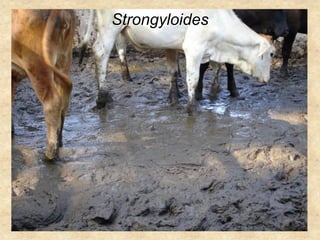 Strongyloides
 