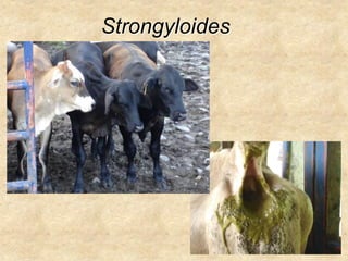 Strongyloides
 
