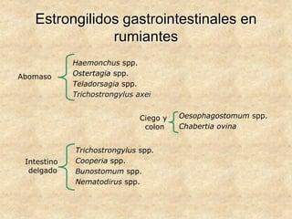 Estrongilidos gastrointestinales en
rumiantes
Haemonchus spp.
Ostertagia spp.
Teladorsagia spp.
Trichostrongylus axei
Abomaso
Oesophagostomum spp.
Chabertia ovina
Ciego y
colon
Trichostrongylus spp.
Cooperia spp.
Bunostomum spp.
Nematodirus spp.
Intestino
delgado
 