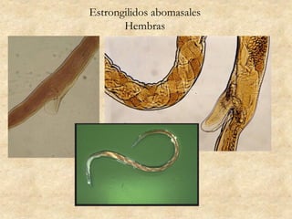 Estrongilidos abomasales
Hembras
 