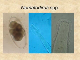 Nematodirus spp.
 