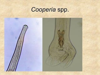 Cooperia spp.
 