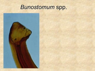 Bunostomum spp.
 
