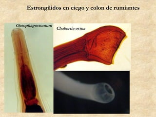 Estrongilidos en ciego y colon de rumiantes
Chabertia ovina
Oesophagostomum
 