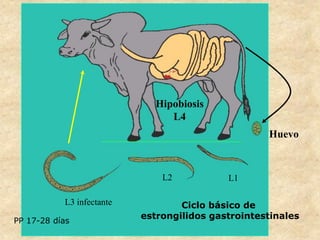 Huevo
Hipobiosis
L4
L3 infectante
L2 L1
Ciclo básico de
estrongilidos gastrointestinales
PP 17-28 días
 