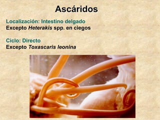 Ascáridos
Localización: Intestino delgado
Excepto Heterakis spp. en ciegos
Ciclo: Directo
Excepto Toxascaris leonina
 