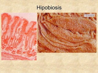 Hipobiosis
 