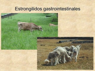 Estrongilidos gastrointestinales
 