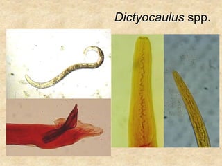 Dictyocaulus spp.
 