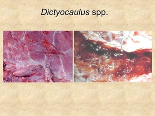 Dictyocaulus spp.
 