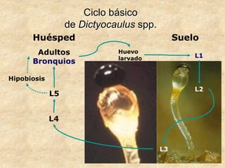 Ciclo básico
de Dictyocaulus spp.
Adultos
Bronquios
L1
L5
L3
SueloHuésped
L2
L4
Hipobiosis
Huevo
larvado
 