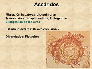 Ascáridos
Migración hepato-cardio-pulmonar
Transmisión transplacentaria, lactogénica
Excepto los de las aves
Estado infectante: Huevo con larva 2
Diagnóstico: Flotación
 