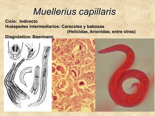 Muellerius capillaris
Ciclo: Indirecto
Huéspedes intermediarios: Caracoles y babosas
(Helicidae, Arionidae, entre otras)
Diagnóstico: Baermann
 