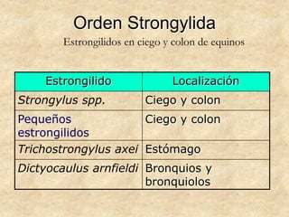 Orden Strongylida
Estrongilido Localización
Strongylus spp. Ciego y colon
Pequeños
estrongilidos
Ciego y colon
Trichostrongylus axei Estómago
Dictyocaulus arnfieldi Bronquios y
bronquiolos
Estrongilidos en ciego y colon de equinos
 