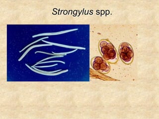 Strongylus spp.
 