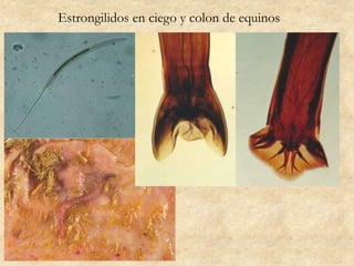 Estrongilidos en ciego y colon de equinos
 