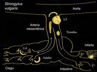 Dr. Juan Antonio Figueroa Castillo.
Apuntes versión preliminar
57
Strongylus
vulgaris Aorta
Trombo
Ciego Intestino
Infarto
L4
L5
Adulto
Arteria
mesentérica
 