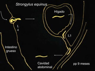 Dr. Juan Antonio Figueroa Castillo.
Apuntes versión preliminar
58
Strongylus equinus
Intestino
grueso
Cavidad
abdominal
L
4
Hígado
L5
pp 9 meses
 