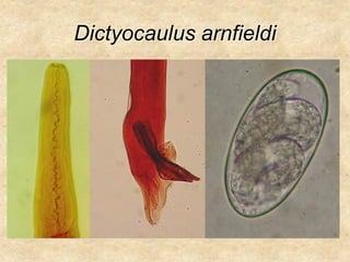 Dictyocaulus arnfieldi
 