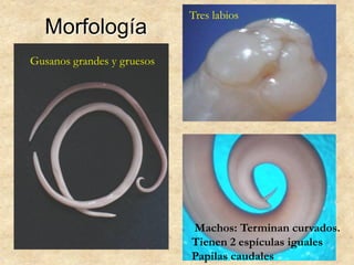 Morfología
Machos: Terminan curvados.
Tienen 2 espículas iguales
Papilas caudales
Gusanos grandes y gruesos
Tres labios
 