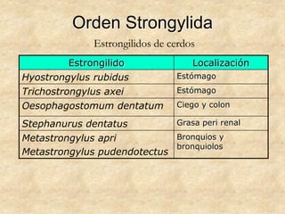 Orden Strongylida
Estrongilido Localización
Hyostrongylus rubidus Estómago
Trichostrongylus axei Estómago
Oesophagostomum dentatum Ciego y colon
Stephanurus dentatus Grasa peri renal
Metastrongylus apri
Metastrongylus pudendotectus
Bronquios y
bronquiolos
Estrongilidos de cerdos
 