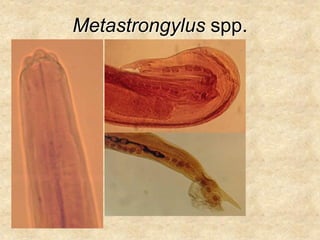 Metastrongylus spp.
 