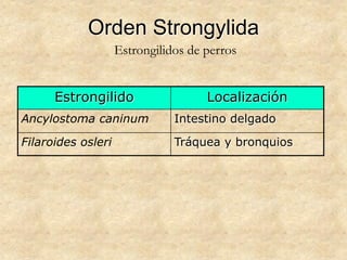 Orden Strongylida
Estrongilido Localización
Ancylostoma caninum Intestino delgado
Filaroides osleri Tráquea y bronquios
Estrongilidos de perros
 