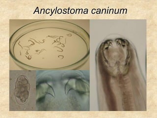 Ancylostoma caninum
 