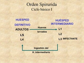 Orden Spirurida
Ciclo básico I
HUESPED
DEFINITIVO
HUÉSPED
INTERMEDIARIO
ADULTOS
L4
L1
L2
L3
Huevos
larvados
INFECTANTE
Ingestión del
H. intermediario
L5
 