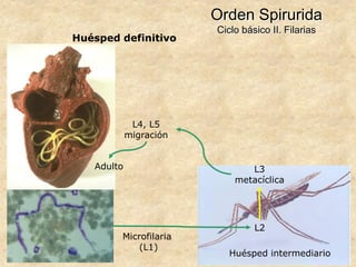 Orden Spirurida
Ciclo básico II. Filarias
Huésped definitivo
Huésped intermediario
Microfilaria
(L1)
L2
L3
metacíclica
L4, L5
migración
Adulto
 