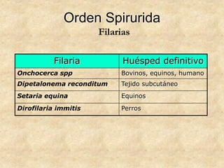 Orden Spirurida
Filaria Huésped definitivo
Onchocerca spp Bovinos, equinos, humano
Dipetalonema reconditum Tejido subcutáneo
Setaria equina Equinos
Dirofilaria immitis Perros
Filarias
 