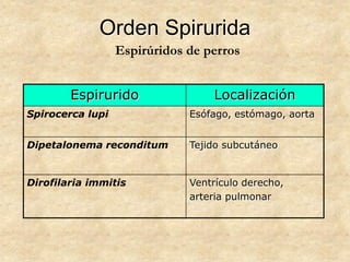 Orden Spirurida
Espirurido Localización
Spirocerca lupi Esófago, estómago, aorta
Dipetalonema reconditum Tejido subcutáneo
Dirofilaria immitis Ventrículo derecho,
arteria pulmonar
Espirúridos de perros
 