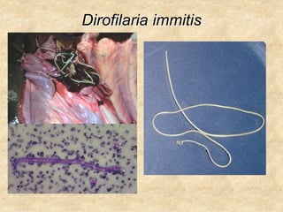 Dirofilaria immitis
 
