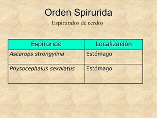 Orden Spirurida
Espirurido Localización
Ascarops strongylina Estómago
Physocephalus sexalatus Estómago
Espirúridos de cerdos
 