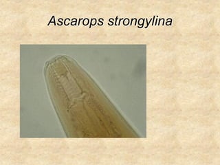 Ascarops strongylina
 