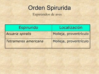 Orden Spirurida
Espirurido Localización
Acuaria spiralis Molleja, proventrículo
Tetrameres americana Molleja, proventrículo
Espirúridos de aves
 
