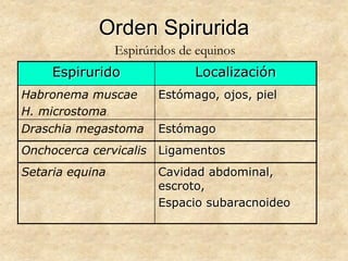 Orden Spirurida
Espirurido Localización
Habronema muscae
H. microstoma
Estómago, ojos, piel
Draschia megastoma Estómago
Onchocerca cervicalis Ligamentos
Setaria equina Cavidad abdominal,
escroto,
Espacio subaracnoideo
Espirúridos de equinos
 