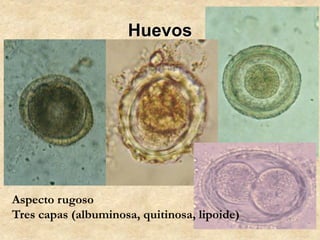 Huevos
Aspecto rugoso
Tres capas (albuminosa, quitinosa, lipoide)
 