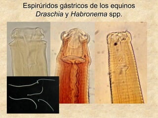 Espirúridos gástricos de los equinos
Draschia y Habronema spp.
 