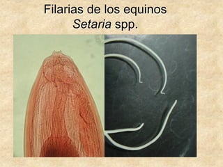 Filarias de los equinos
Setaria spp.
 