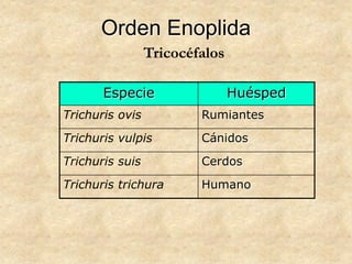 Orden Enoplida
Especie Huésped
Trichuris ovis Rumiantes
Trichuris vulpis Cánidos
Trichuris suis Cerdos
Trichuris trichura Humano
Tricocéfalos
 