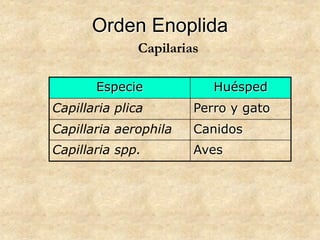 Orden Enoplida
Especie Huésped
Capillaria plica Perro y gato
Capillaria aerophila Canidos
Capillaria spp. Aves
Capilarias
 