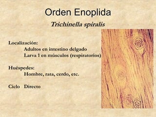 Orden Enoplida
Trichinella spiralis
Localización:
Adultos en intestino delgado
Larva 1 en músculos (respiratorios)
Huéspedes:
Hombre, rata, cerdo, etc.
Ciclo Directo
 