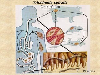 PP 4 días
Trichinella spiralis
Ciclo básico
 
