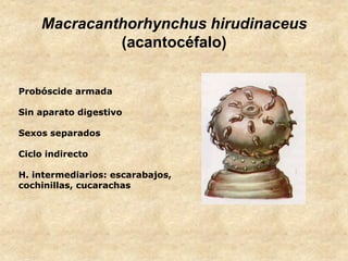 Macracanthorhynchus hirudinaceus
(acantocéfalo)
Probóscide armada
Sin aparato digestivo
Sexos separados
Ciclo indirecto
H. intermediarios: escarabajos,
cochinillas, cucarachas
 