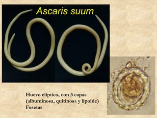 Ascaris suum
Huevo elíptico, con 3 capas
(albuminosa, quitinosa y lipoide)
Fosetas
 